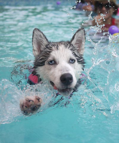 روز شنای سگ راکی در استخر
